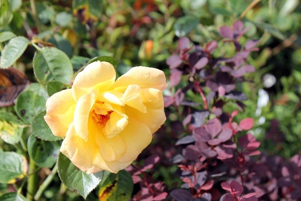 Лапчатка в посадках